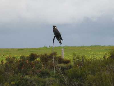 Badgingara N.P. Black Kakadu