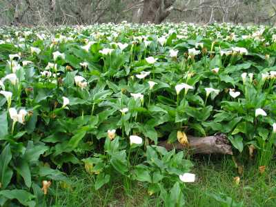 Dandagaran, Wilde Calla Blumen