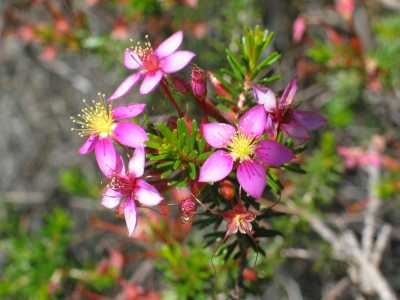 Kalbarri, Wildflowers