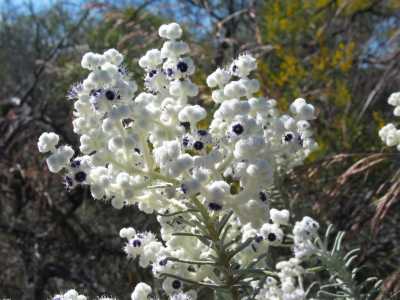 Kalbarri, Wildflowers