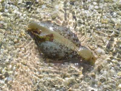 Naga Bay, Strandspaziergang (Schnecke)