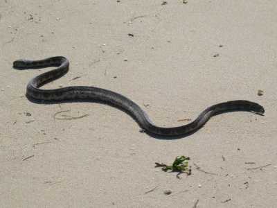Naga nBay, Strandspaziergang, Seasnake