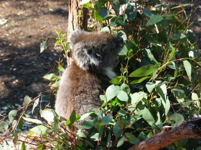 Yanchep N.P. Koala Trail
