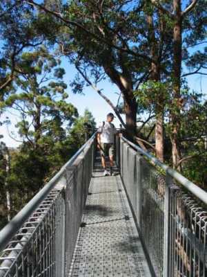 Sdwestkste, Walpol, Tree Top Walk