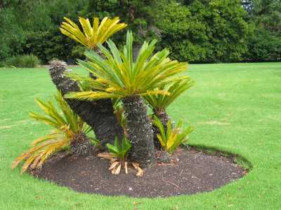 Adelaide, Botanischer Garten