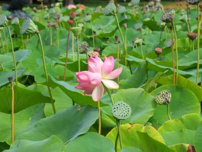 Adelaide, Botanischer Garten