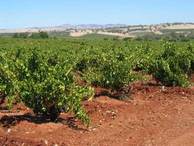 Adelaide, Barossa Valley Weinreben