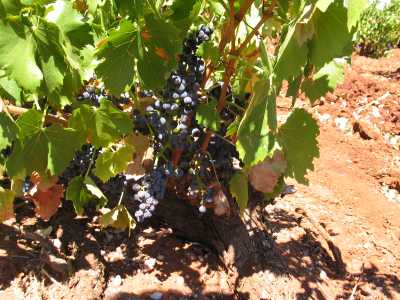 Adelaide, Barossa Valley, Weintraube