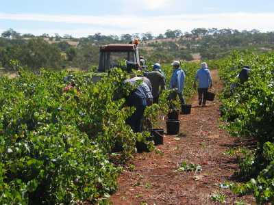 Adelaide, Claire Valley, Weinlese
