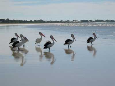 Yorke Peninsula, Corny Point, Pelikane