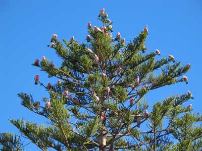 Yorke Peninsula, Moonta Bay, Camping "Gaalas"