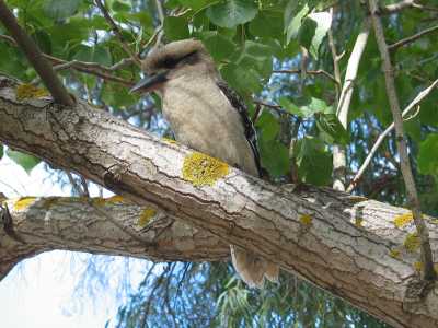Grampians, Kookaburra im Campingplatz