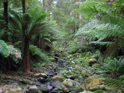 Great Ocean Road, Wanderung im Regenwald