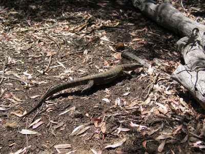 Kangaroo Island, Goanna im WKI Campingplatz