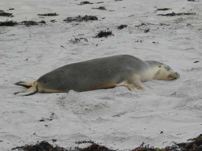 Kangaroo Island, Seal Bay