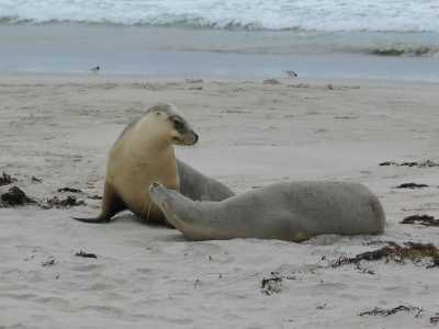 Kangaroo Island, Seal Bay