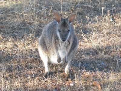 Kangaroo Island,  Kangaroo im WKI Campingplatz