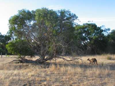 Kangaroo Island, Wanderung zum Platypus Hole