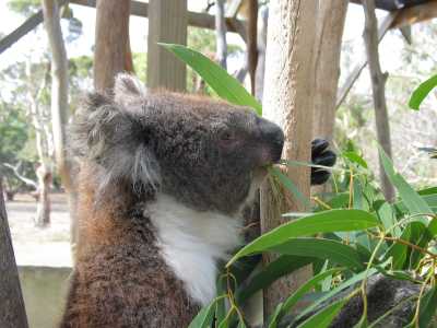 Victor Harbour, Tierpark