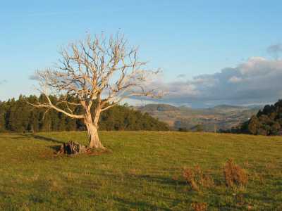 Tasmanien, Gunns Plains