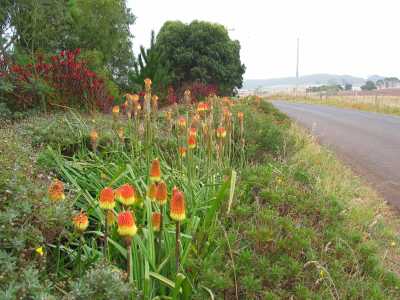 Tasmanien, Table Cap