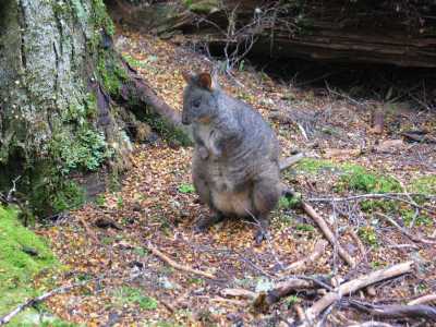Tasmanien, Cradle Mountains, Wallaby