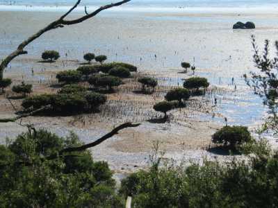 Wilson Prom, Mangroven bei Millers Landing