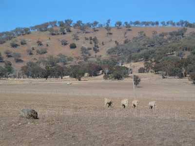 Bathurst, unterwegs nach Mudgee