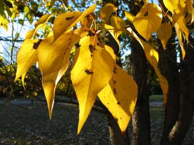 Glen Innes, Herbst auf dem Campingplatz
