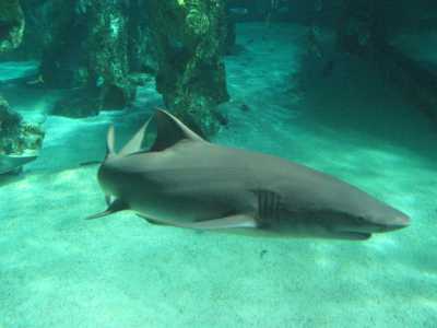 Sydney, Aquarium