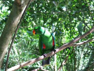 Kuranda, Birds World