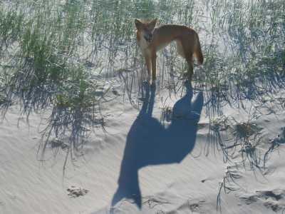 Fraser Island, Dingo