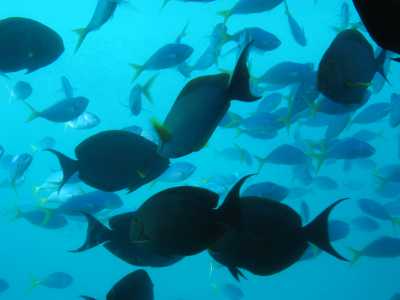 Great Barrier Reef, "Reefworld"