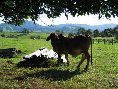 Table Lands, Kuh bei Millaa Millaa