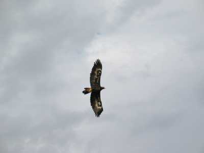 Alice Springs Desert Park, Flugvorfhrung (Adler)