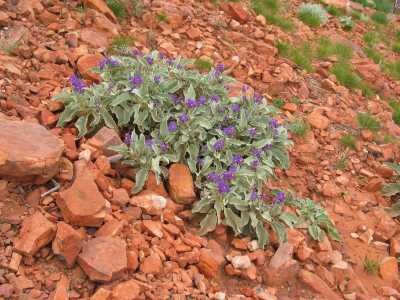 Alice Springs, Kings Canyon