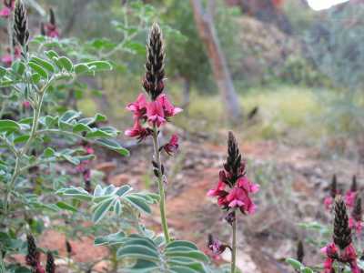 Alice Springs, Kings Canyon