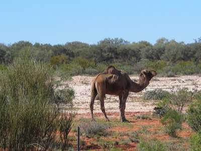 Stuart Hwy, Kamel