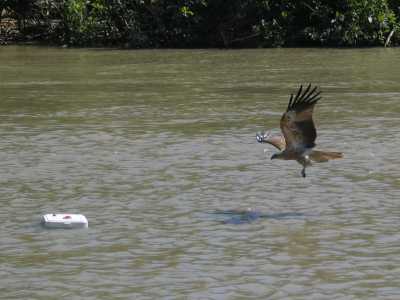 Darwin, Bootstour auf dem Adelaide River