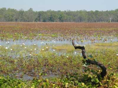 Kakadu N.P. Billabong