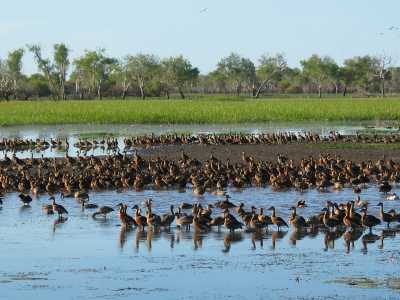 Kakadu N.P. Bootstour auf dem South Alligator River