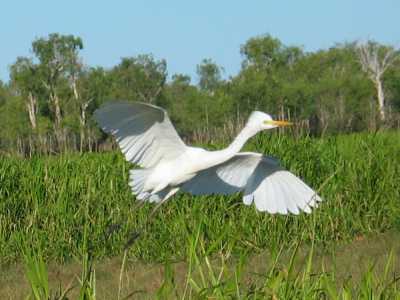 Kakadu N.P., Bootstour auf dem South Alligator River