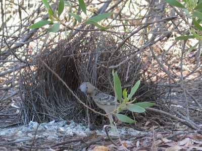 Stuart Hwy, Edith Falls, Bowerbird hinter unserem Camper