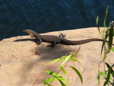Stuart Hwy, Edith Falls, Wanderung (Goanna)