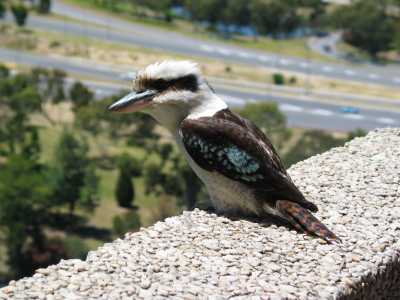 Perth Kings Park Kookaburra