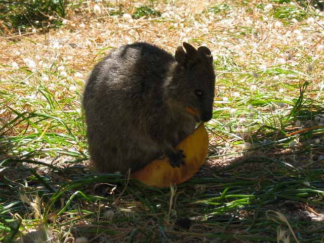 Fremantle, Rottenest Island, Quacka