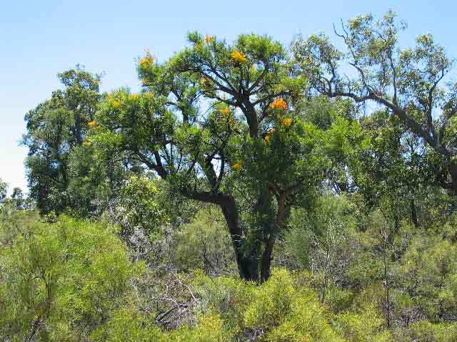 Fremantle, Serpentine N.P.