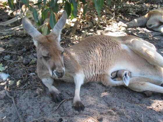Perth, Whitemans Park, Knguruh mit Baby 