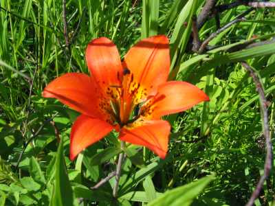 Saskatoon Island Provincial Park (Grand Prärie)