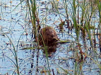 Saskatoon Island Provincial Park (Fischotter)
